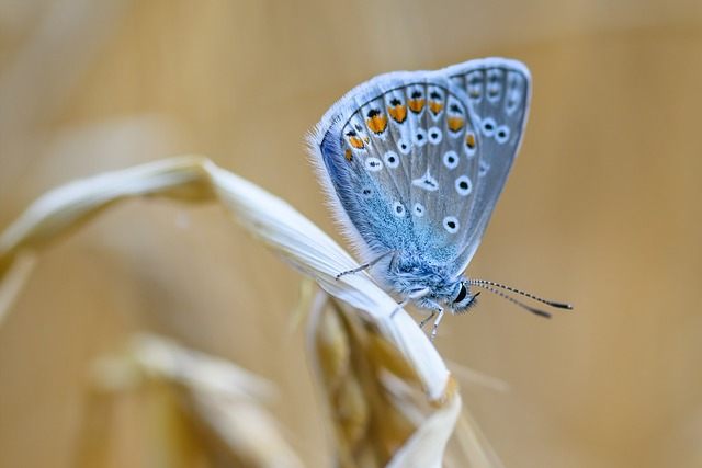 light blue butterfly